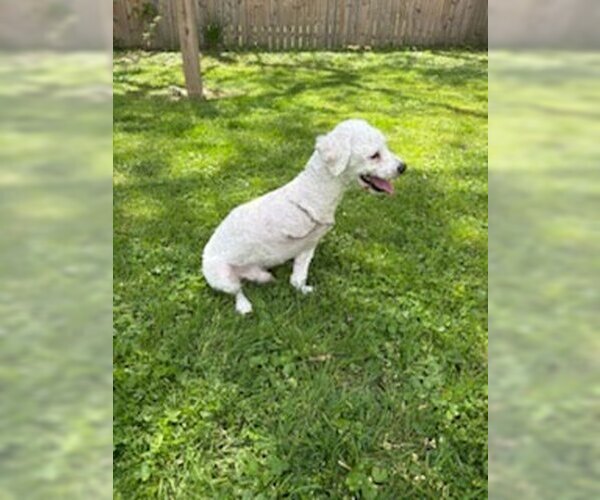Medium Photo #5 Poodle (Miniature) Puppy For Sale in Pacolet, SC, USA