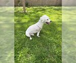 Small #4 Poodle (Miniature)