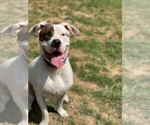 Rex - Male American Pit Bull Terrier-Siberian Husky Mix Dog for Adoption - Photo #10