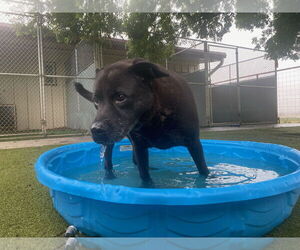 Delilah - Female Mutt Dog for Adoption - Photo #4