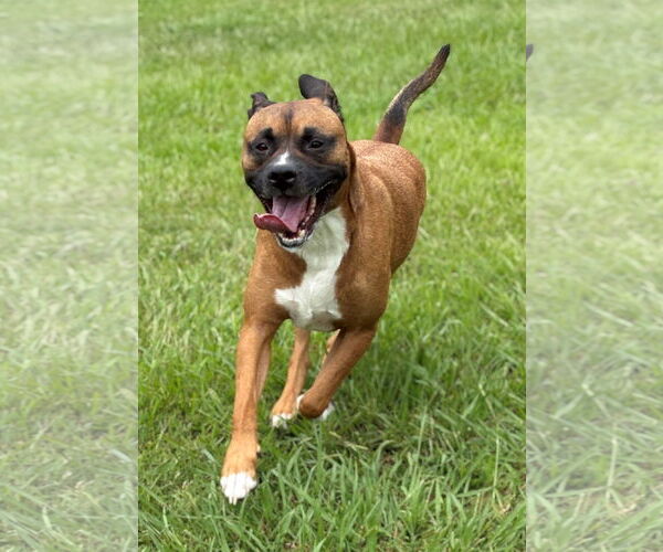 Medium Photo #3 Mutt Puppy For Sale in Virginia Beach, VA, USA