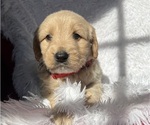 Small Photo #6 Goldendoodle Puppy For Sale in SAN FERNANDO, CA, USA