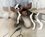 Small #1 English Foxhound-Retriever  Mix