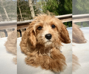 Cavapoo Puppy for sale in CHATHAM, PA, USA