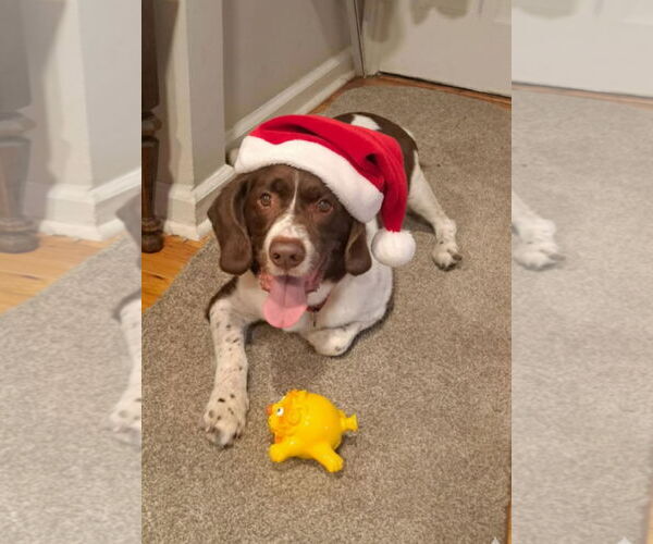 Medium Photo #11 Border Collie-Brittany Mix Puppy For Sale in Curwensville, PA, USA