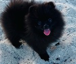 Small Photo #3 Pomeranian Puppy For Sale in SUNNY ISL BCH, FL, USA