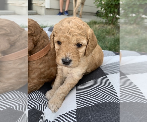 Medium Photo #7 Goldendoodle-Poodle (Toy) Mix Puppy For Sale in MERIDIAN, ID, USA