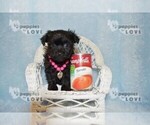 Small Photo #8 Poodle (Toy)-Yorkshire Terrier Mix Puppy For Sale in SANGER, TX, USA