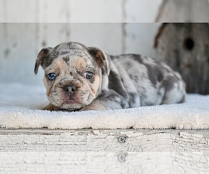 French Bulldog Puppy for sale in MILLERSBURG, OH, USA