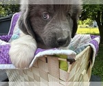 Small Photo #14 Newfoundland Puppy For Sale in JACKSON, NJ, USA
