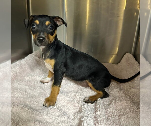 Medium Photo #3 Chihuahua Puppy For Sale in Oak Bluffs, MA, USA