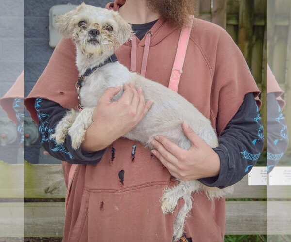 Medium Photo #2 Shih Tzu Puppy For Sale in Huntley, IL, USA