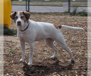 Mutt Dogs for adoption in Denver, CO, USA