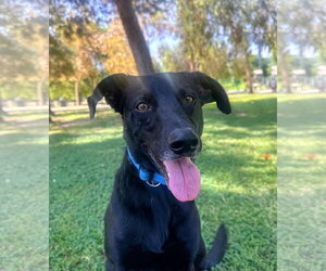 Labrador Retriever-Unknown Mix Dogs for adoption in San Diego, CA, USA