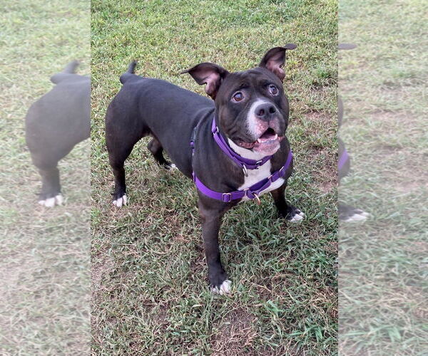 Medium Photo #1 American Pit Bull Terrier-Unknown Mix Puppy For Sale in Virginia Beach, VA, USA