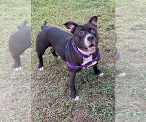 American Pit Bull Terrier-Unknown Mix Dogs for adoption in Virginia Beach, VA, USA