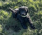 Puppy Green Poodle (Standard)