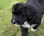 Puppy Chrissy Bernedoodle