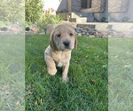 Small #3 Labrador Retriever