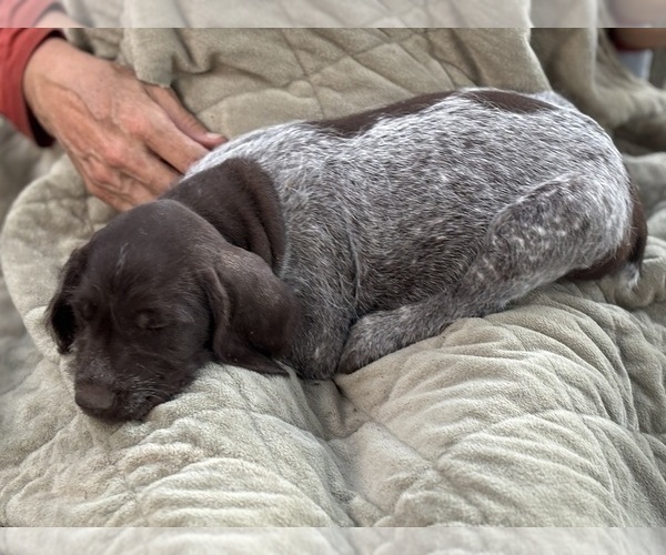 Medium Photo #2 German Shorthaired Pointer-German Wirehaired Pointer Mix Puppy For Sale in DEFUNIAK SPRINGS, FL, USA