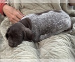 Small #1 German Shorthaired Pointer-German Wirehaired Pointer Mix