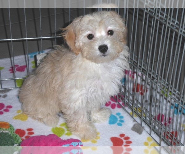 Medium Photo #8 Havanese-Poodle (Toy) Mix Puppy For Sale in ORO VALLEY, AZ, USA