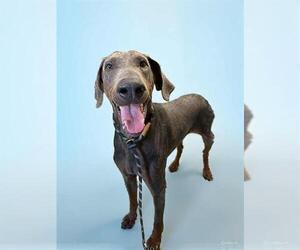Doberman Pinscher Dogs for adoption in Stockton, CA, USA
