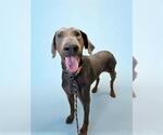 Small Doberman Pinscher