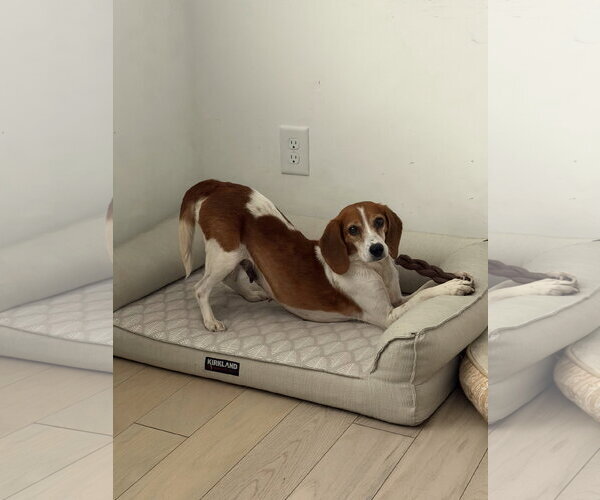 Medium Photo #2 Beagle Puppy For Sale in Arlington, VA, USA