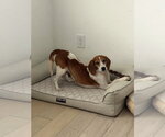 Small #1 Beagle