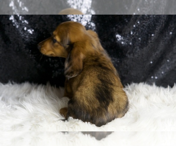 Medium Photo #7 Dachshund Puppy For Sale in WARSAW, IN, USA