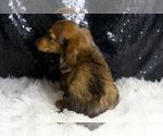 Small #6 Dachshund
