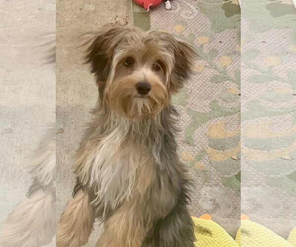 Medium Photo #5 Shih Tzu-Unknown Mix Puppy For Sale in Santa Clarita, CA, USA
