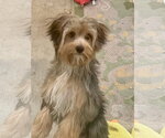 Small #4 Shih Tzu Mix