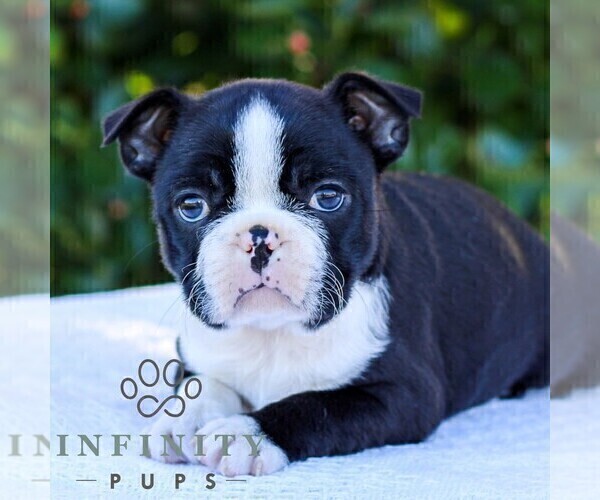 Medium Photo #6 Boston Terrier Puppy For Sale in MANHEIM, PA, USA