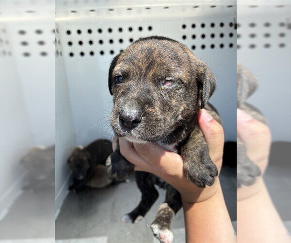 Medium Photo #1 German Shepherd Dog Puppy For Sale in Stockton, CA, USA