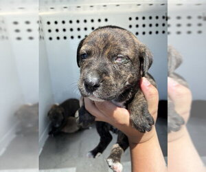 German Shepherd Dog Dogs for adoption in Stockton, CA, USA