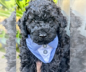 Poodle (Toy) Puppy for sale in SACRAMENTO, CA, USA