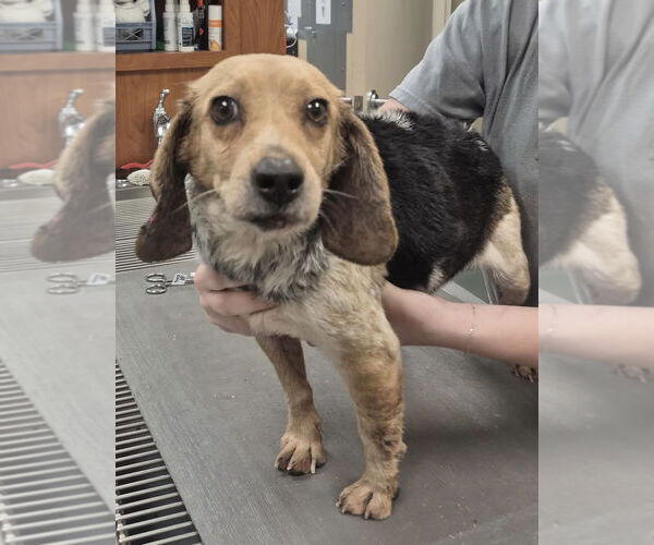 Medium Photo #1 Beagle-Unknown Mix Puppy For Sale in York, SC, USA