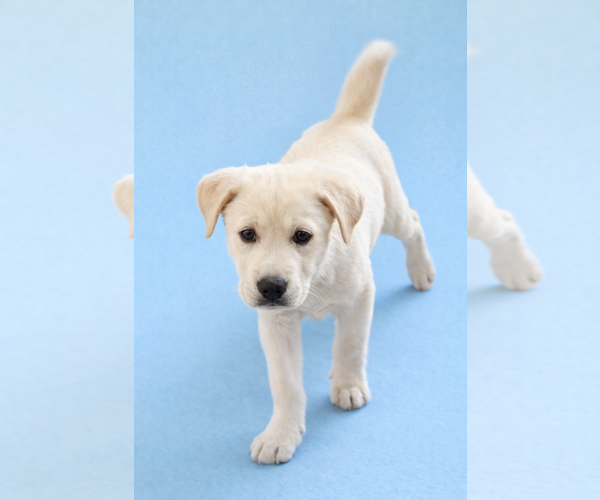 Medium Photo #2 Labrador Retriever Puppy For Sale in Menifee, CA, USA