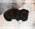 Small Photo #11 Dachshund Puppy For Sale in BENTON, AR, USA