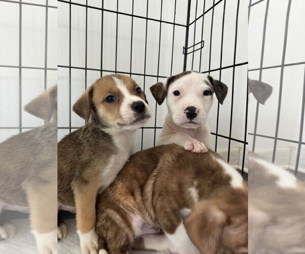 Medium Photo #11 American Bulldog-Labrador Retriever Mix Puppy For Sale in Columbus, IN, USA