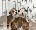 Small #10 American Bulldog-Labrador Retriever Mix