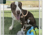 Small #2 American Staffordshire Terrier-Labrador Retriever Mix