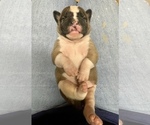 Small Photo #8 American Bulldog Puppy For Sale in MILLS RIVER, NC, USA
