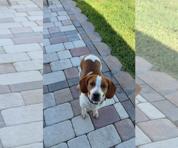 Medium Photo #2 Beagle Puppy For Sale in Tampa, FL, USA