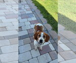 Small #1 Beagle