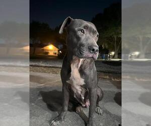 American Staffordshire Terrier-Unknown Mix Dogs for adoption in San Antonio, TX, USA