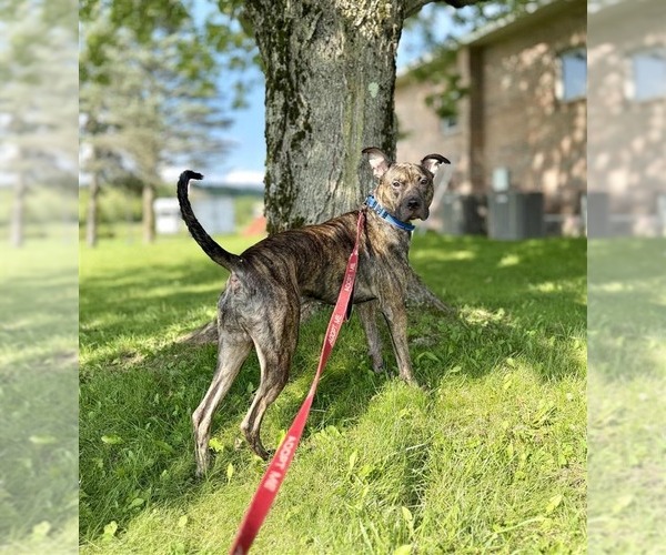 Medium Photo #3 Mutt Puppy For Sale in Gloversville, NY, USA