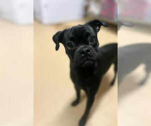 Pug-Unknown Mix Dogs for adoption in Chula Vista, CA, USA